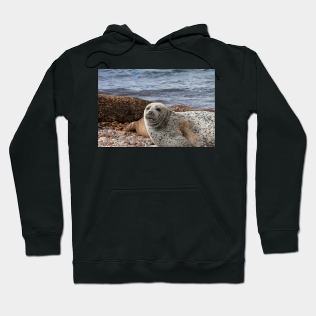 A common seal at Portgordon Scotland - 3 Hoodie by dianecmcac